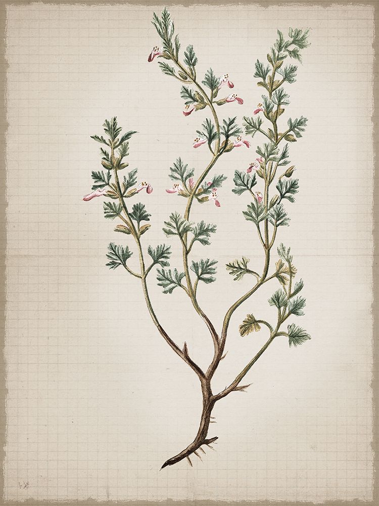 Germander art print by Lula Bijoux And Company for $57.95 CAD