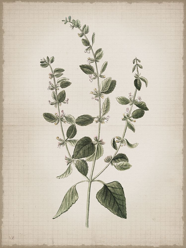 Lemon Balm art print by Lula Bijoux And Company for $57.95 CAD