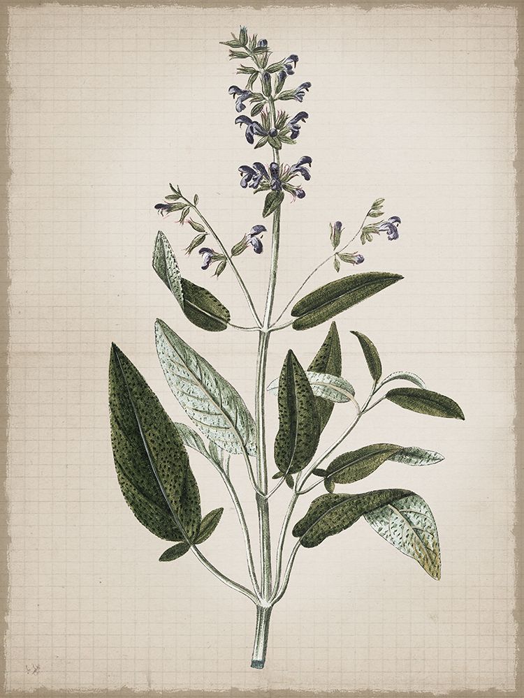 Sage art print by Lula Bijoux And Company for $57.95 CAD