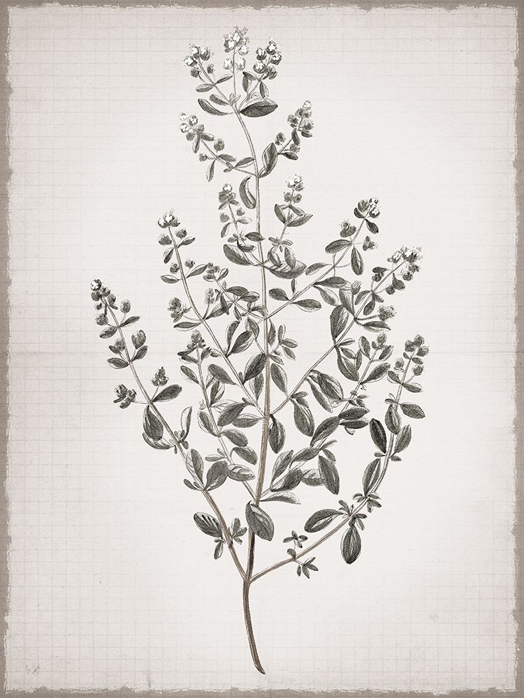 Marjoram art print by Lula Bijoux And Company for $57.95 CAD