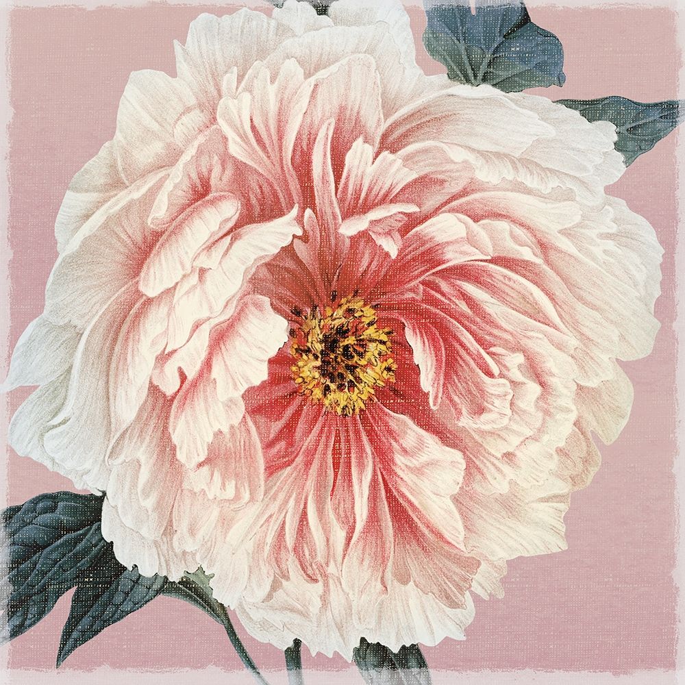 Spring Eden Peony art print by Lula Bijoux and Company for $57.95 CAD