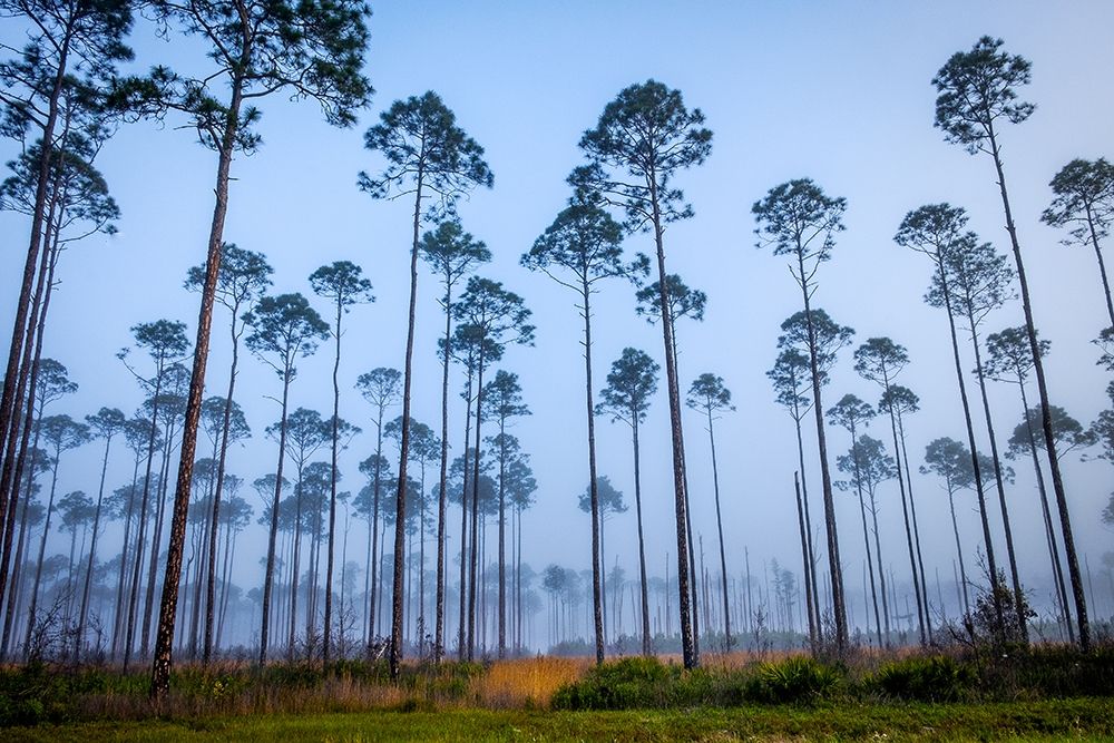 Piney Woods art print by Glenn Taylor for $57.95 CAD