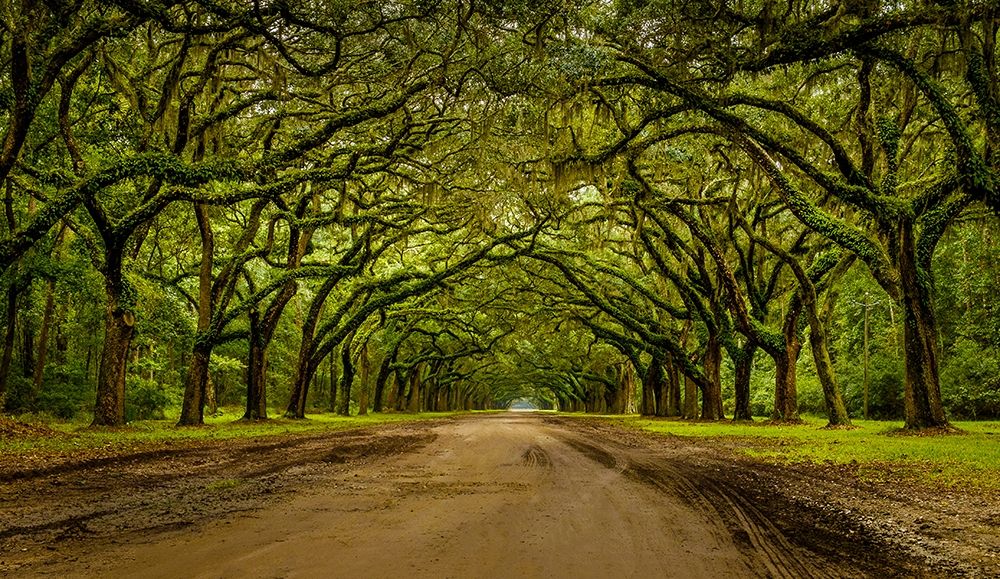 Live Oak Shade art print by Glenn Taylor for $57.95 CAD