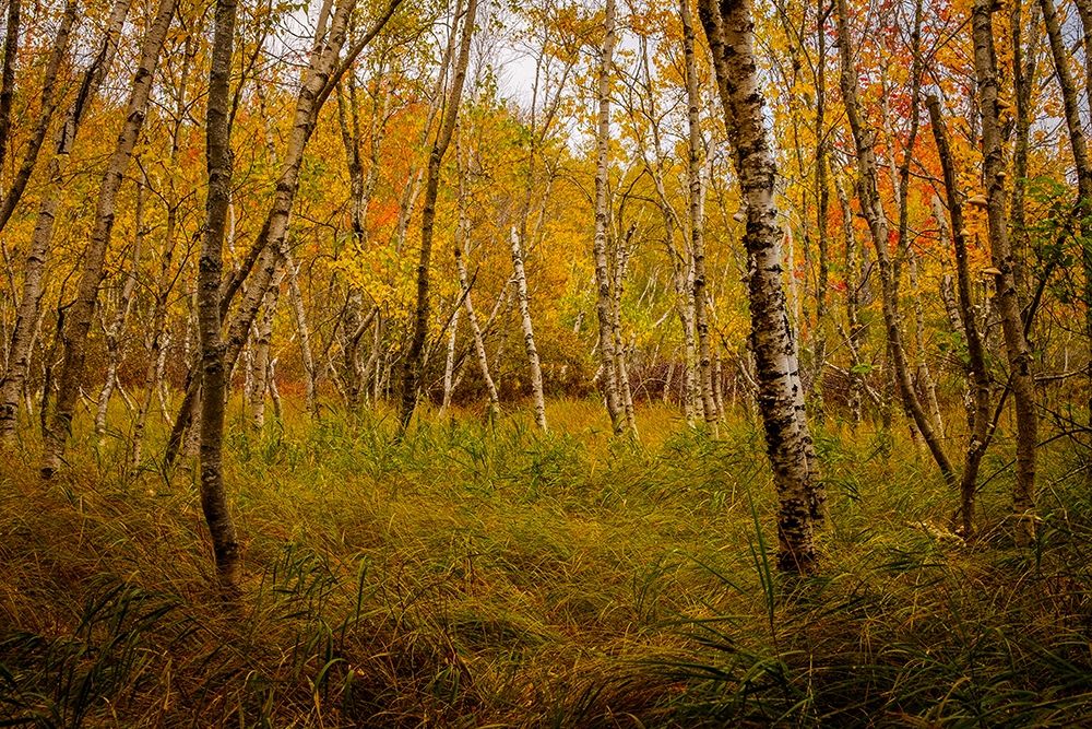 Birch Woods 1 art print by Glenn Taylor for $57.95 CAD