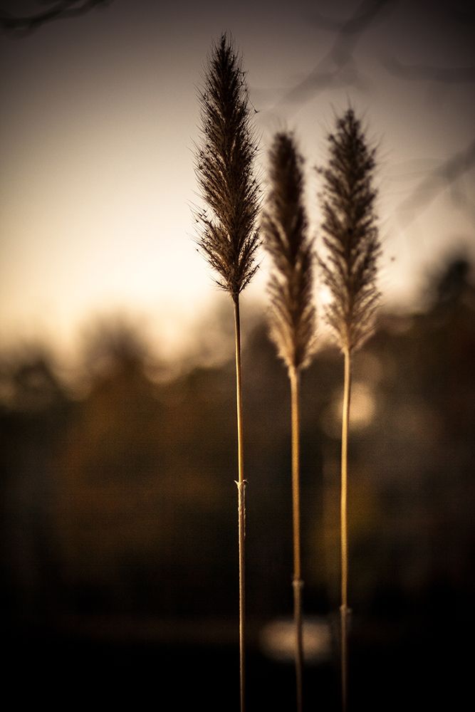 Grasses Trio art print by Glenn Taylor for $57.95 CAD