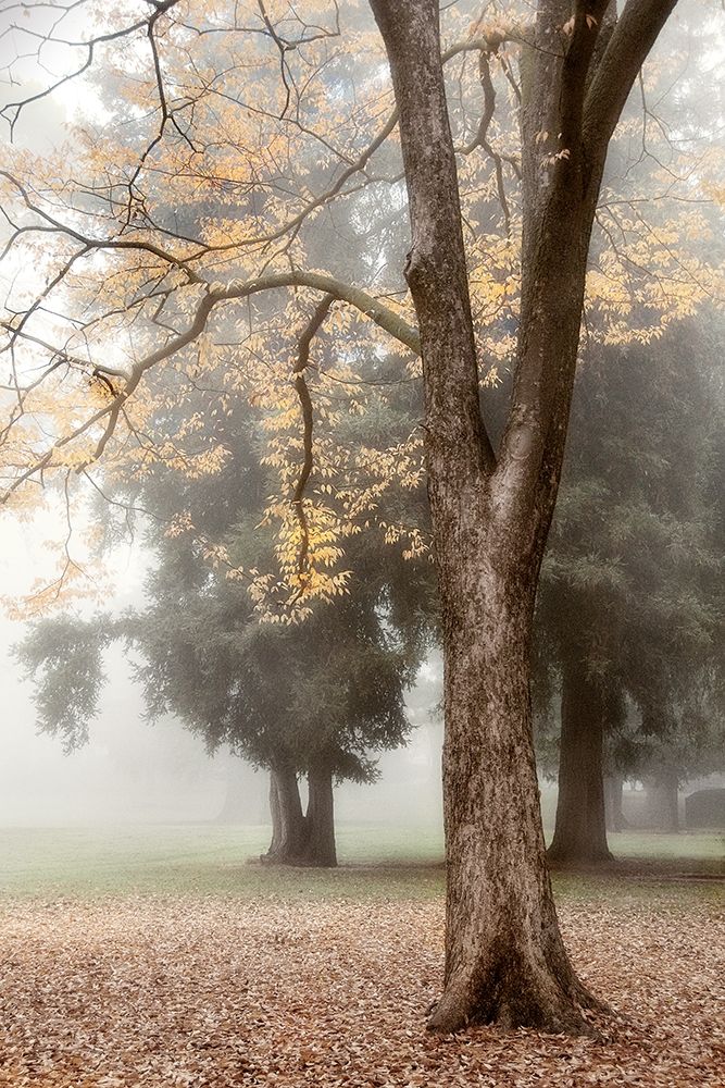 Park 3 art print by Dianne Poinski for $57.95 CAD