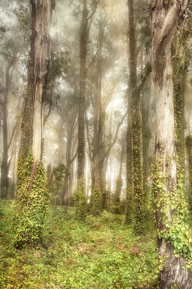 Presidio II art print by Dianne Poinski for $57.95 CAD