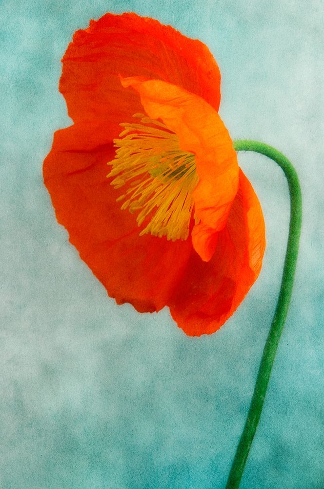 Poppy 3 art print by Dianne Poinski for $57.95 CAD