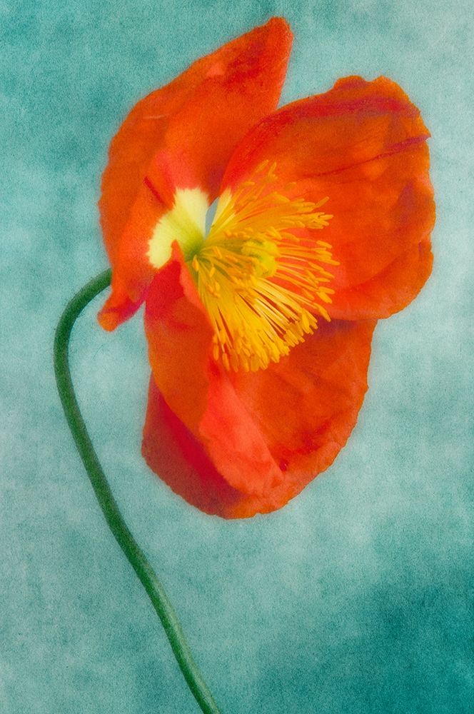 Poppy 4 art print by Dianne Poinski for $57.95 CAD