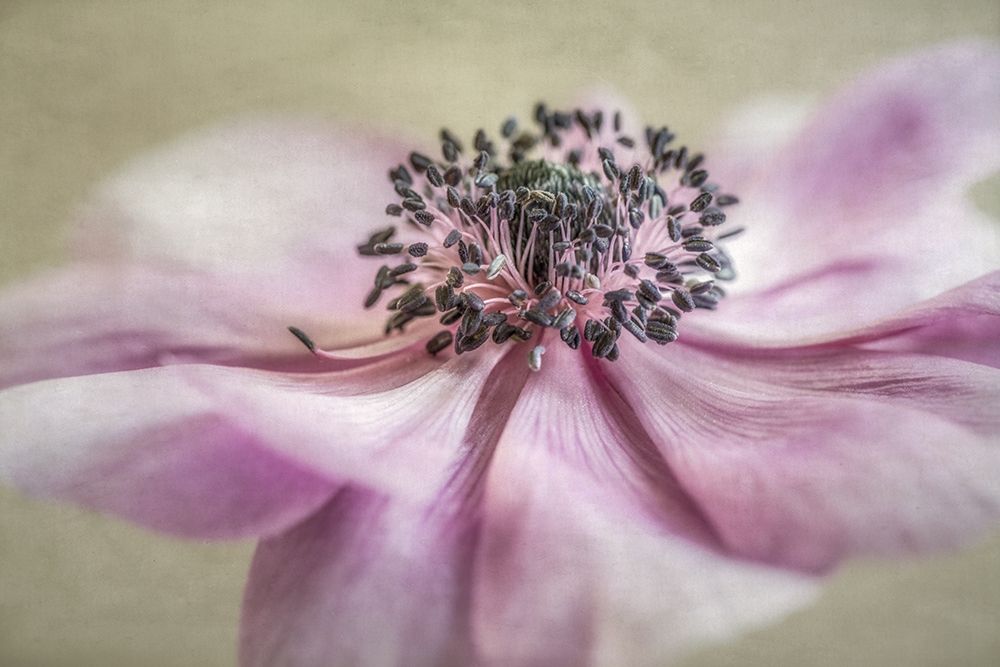 Anemone art print by Dianne Poinski for $57.95 CAD