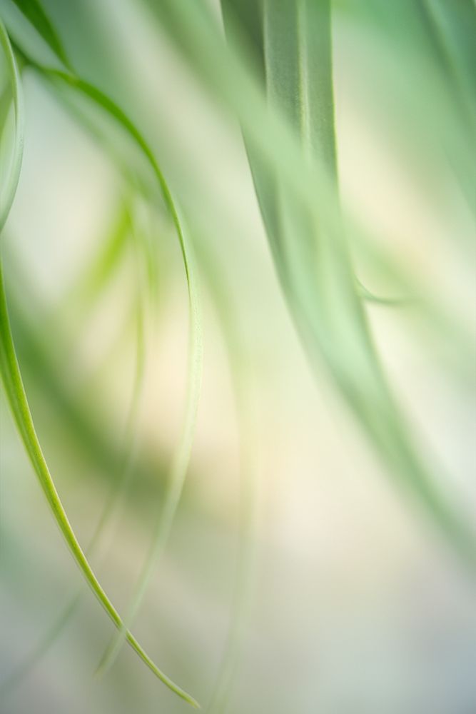 Harmonic 1 art print by Dianne Poinski for $57.95 CAD
