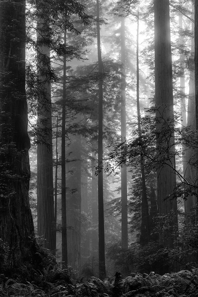 North Coast Redwoods BW art print by Dianne Poinski for $57.95 CAD