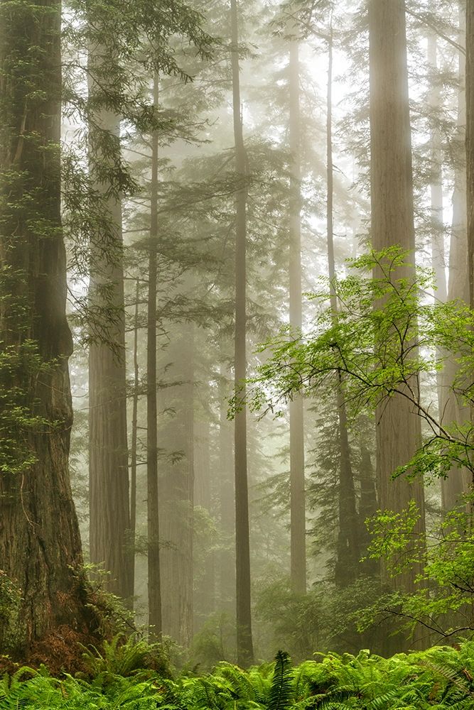 North Coast Redwoods art print by Dianne Poinski for $57.95 CAD