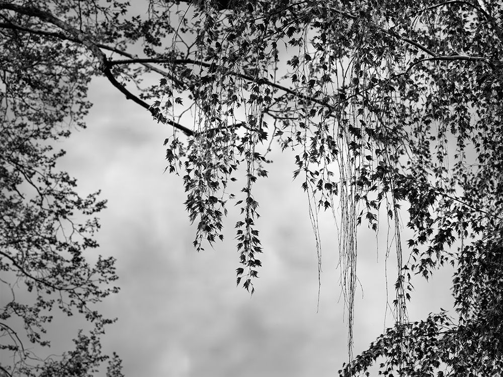 Summer Afternoon BW art print by Dianne Poinski for $57.95 CAD
