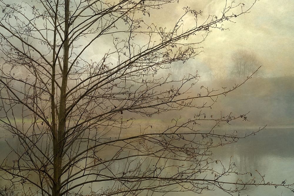 Branches art print by Dianne Poinski for $57.95 CAD