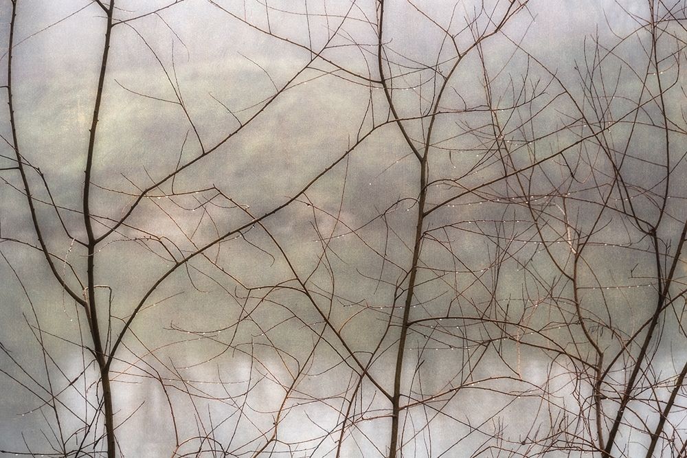 Dew Drops art print by Dianne Poinski for $57.95 CAD