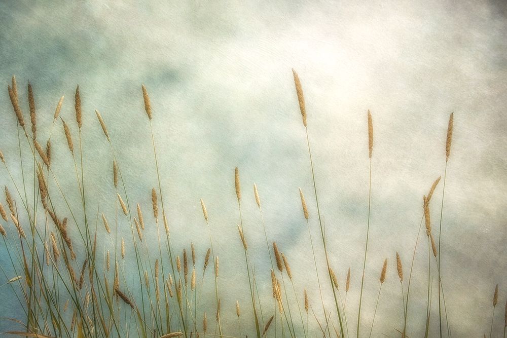Dune Grass 2 art print by Dianne Poinski for $57.95 CAD