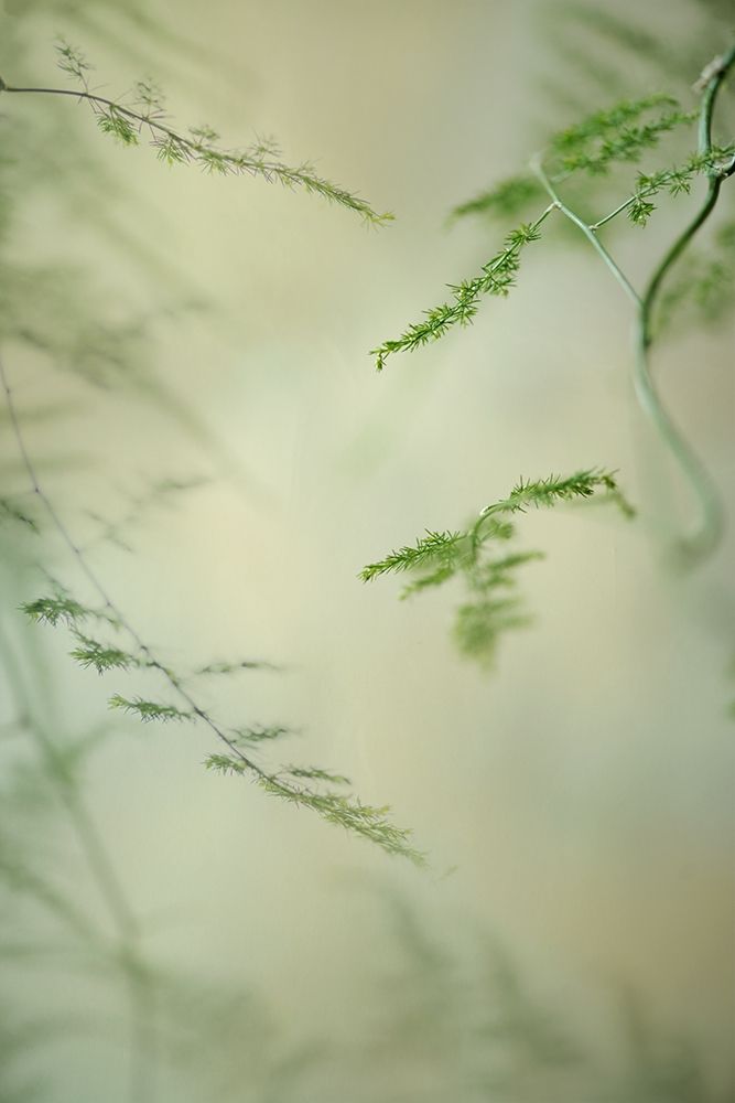 Soft Adagio 1 art print by Dianne Poinski for $57.95 CAD