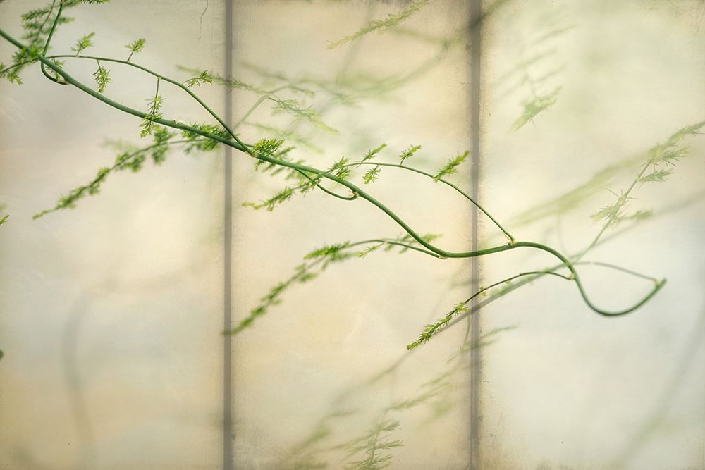 Delicate Light 2 art print by Dianne Poinski for $57.95 CAD