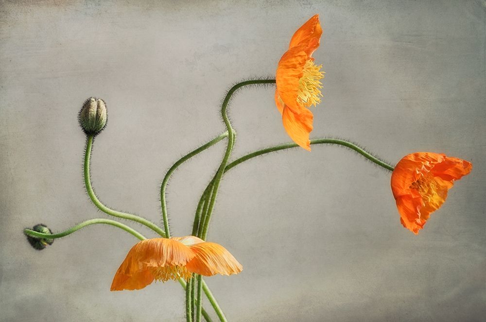 Poppies Dance art print by Dianne Poinski for $57.95 CAD