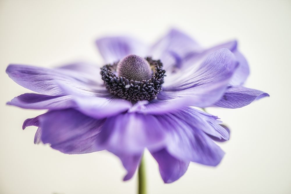 Purple Anemone 3 art print by Dianne Poinski for $57.95 CAD