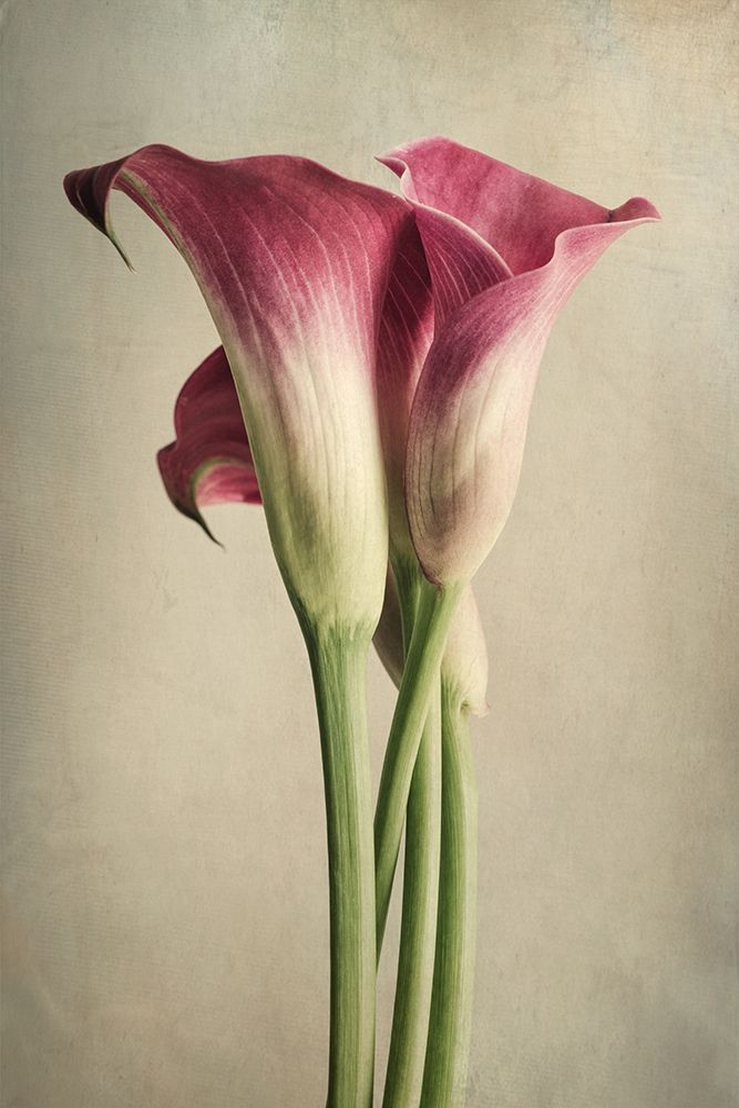 Calla Lily Pink art print by Dianne Poinski for $57.95 CAD