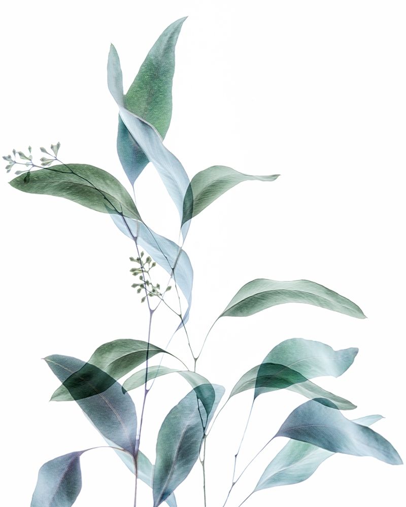 Gentle Botanical 1 art print by Dianne Poinski for $57.95 CAD