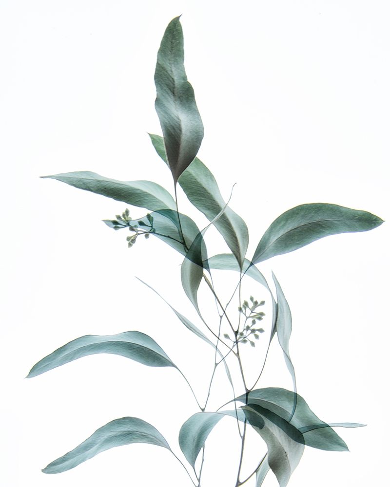 Gentle Botanical 2 art print by Dianne Poinski for $57.95 CAD
