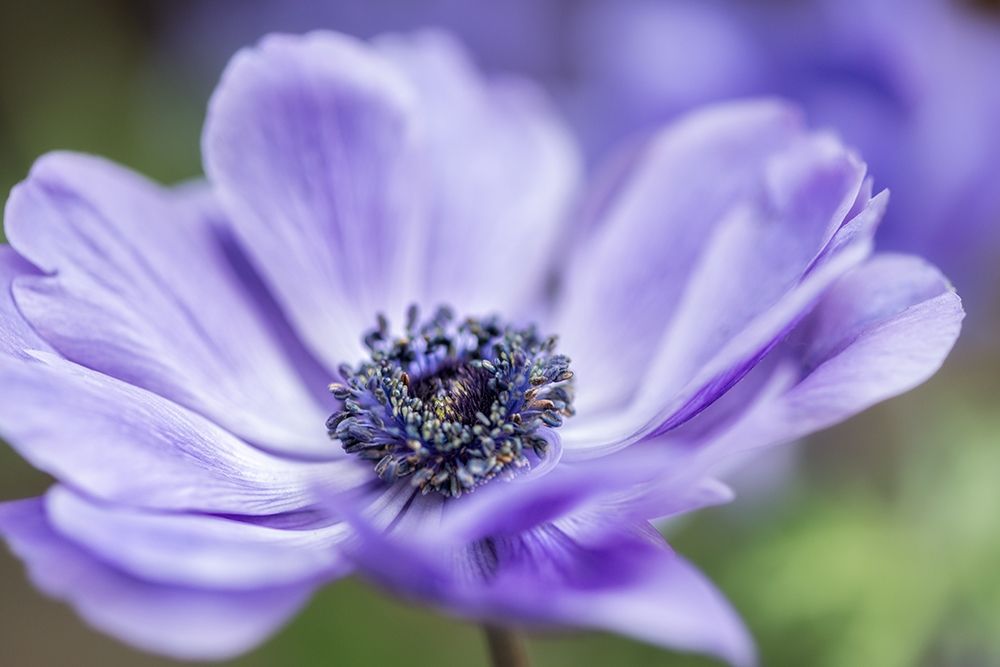 Spring Anemone II art print by Dianne Poinski for $57.95 CAD