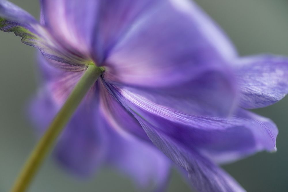 Spring Anemone V art print by Dianne Poinski for $57.95 CAD
