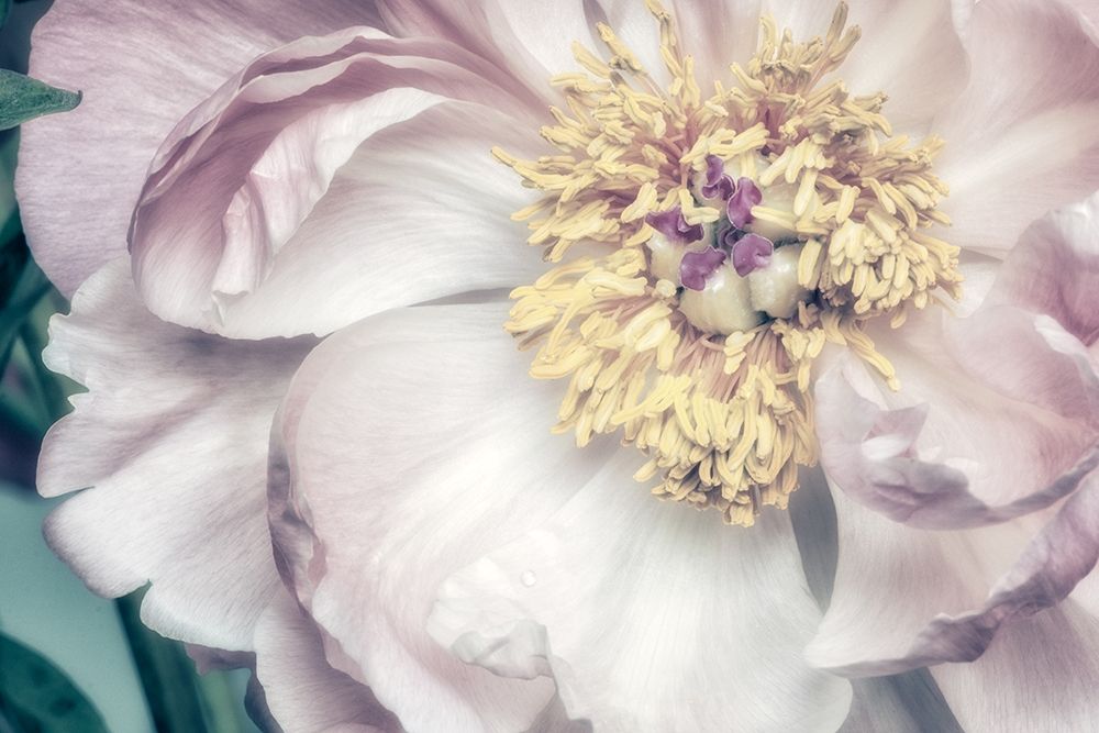 Dusty Bloom 1 art print by Dianne Poinski for $57.95 CAD