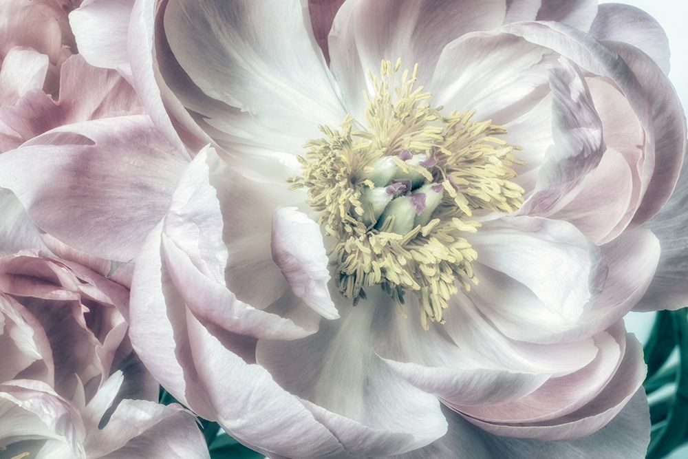 Dusty Bloom 2 art print by Dianne Poinski for $57.95 CAD