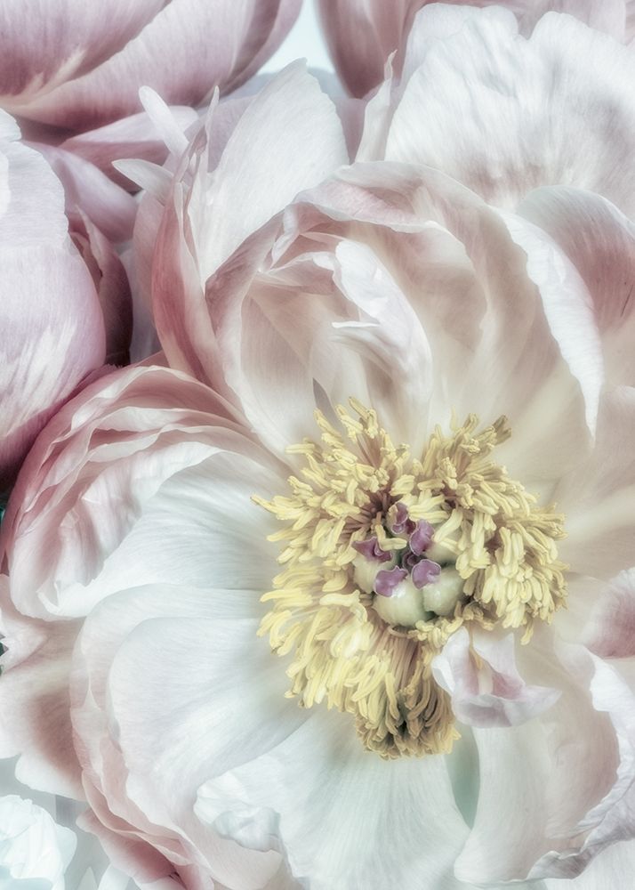 Dusty Bloom 3 art print by Dianne Poinski for $57.95 CAD