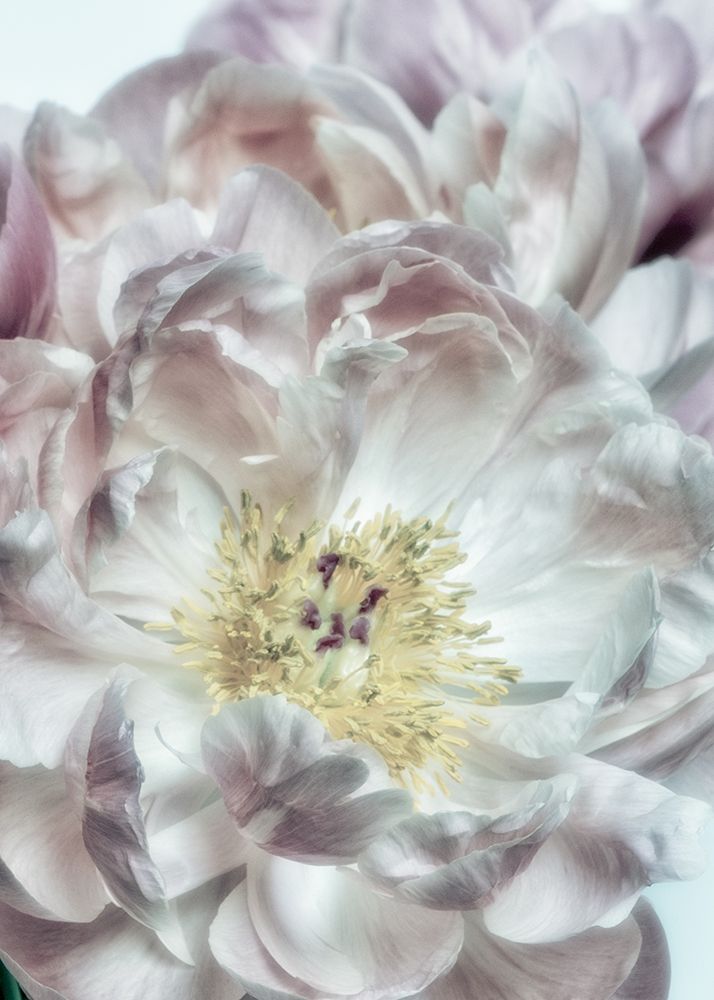 Dusty Bloom 4 art print by Dianne Poinski for $57.95 CAD