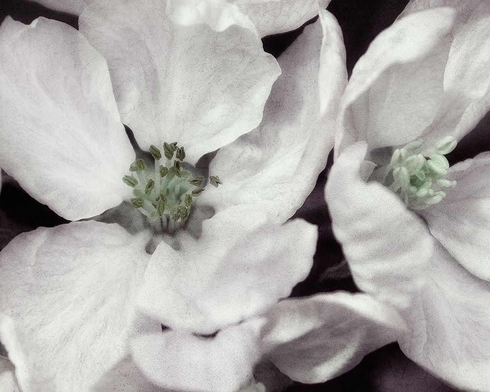 Soft Blossoms I art print by Dianne Poinski for $57.95 CAD