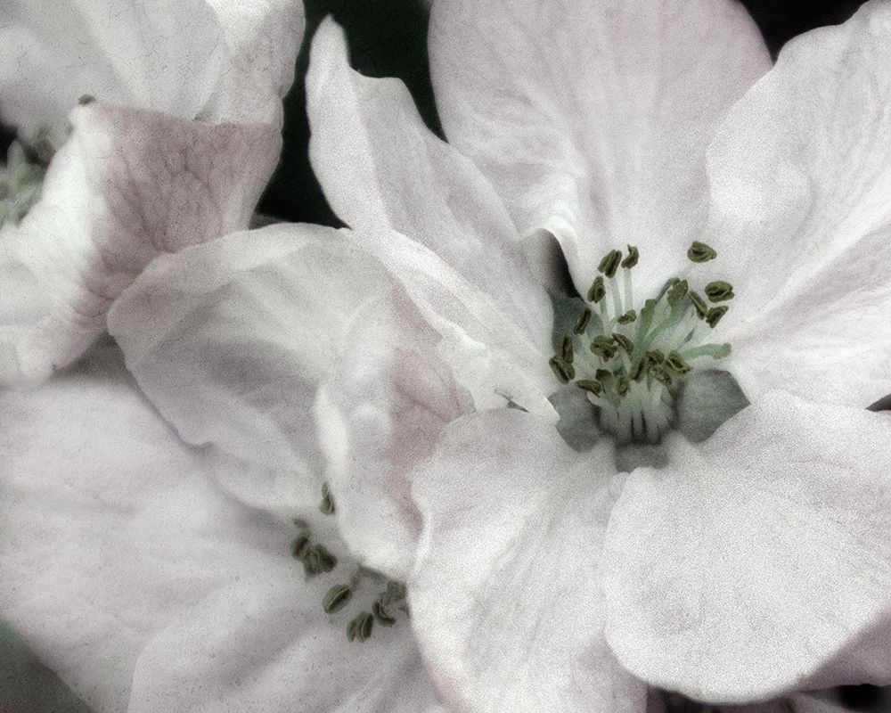 Soft Blossoms II art print by Dianne Poinski for $57.95 CAD