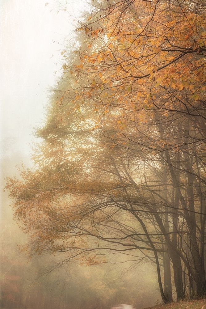 Woods Edge 2 art print by Dianne Poinski for $57.95 CAD