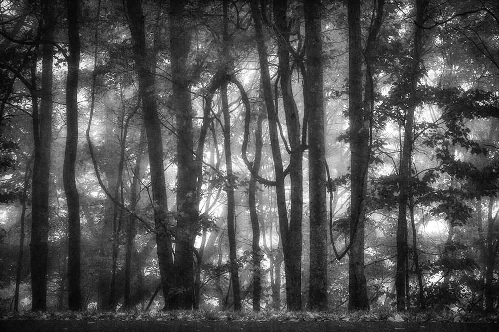 Into the Woods 2 BW art print by Dianne Poinski for $57.95 CAD