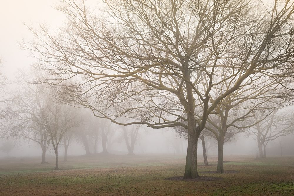 Trees in Fog 1 art print by Dianne Poinski for $57.95 CAD