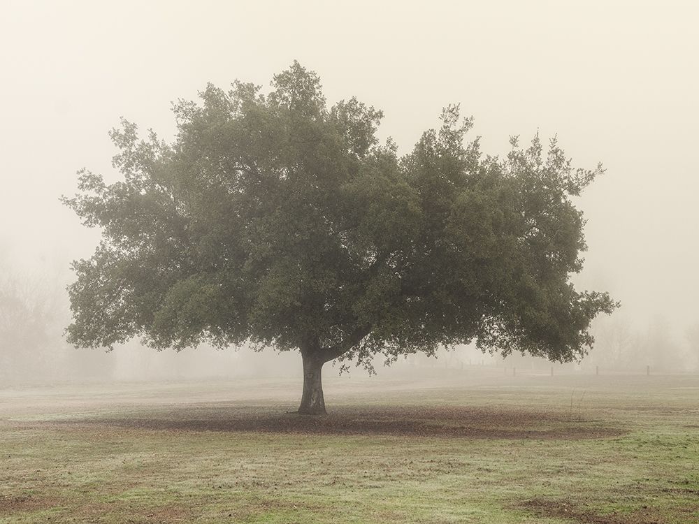 Trees in Fog 5 art print by Dianne Poinski for $57.95 CAD
