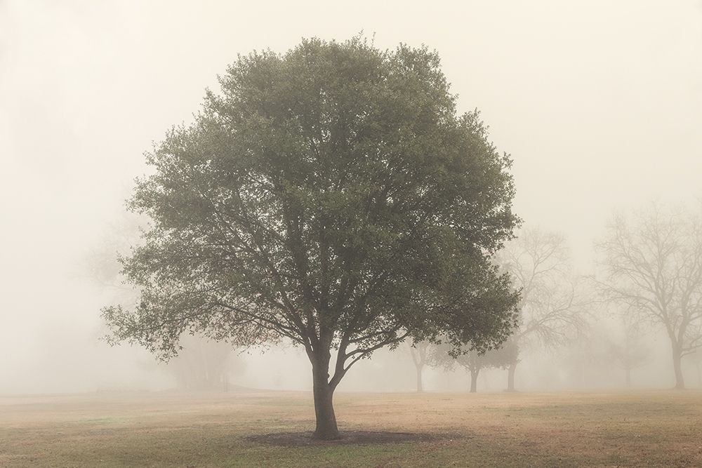 Trees in Fog 6 art print by Dianne Poinski for $57.95 CAD