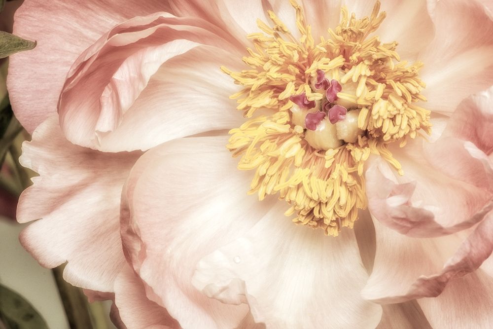 Vincinal Bloom 1 art print by Dianne Poinski for $57.95 CAD