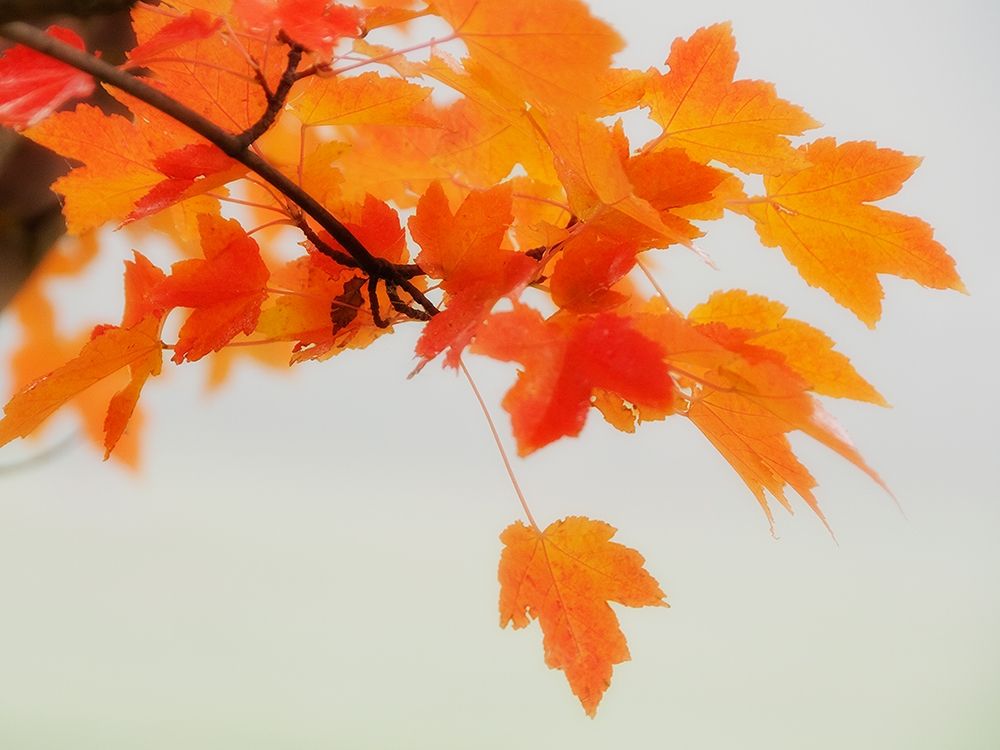 Red Branch 1 art print by Dianne Poinski for $57.95 CAD