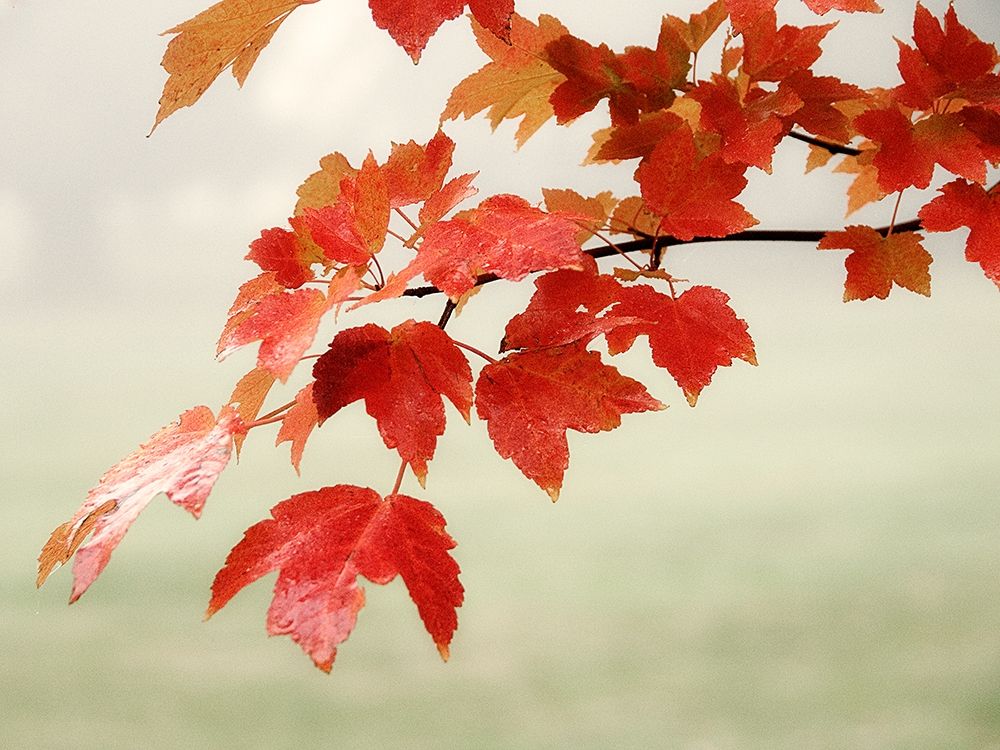 Red Branch 3 art print by Dianne Poinski for $57.95 CAD