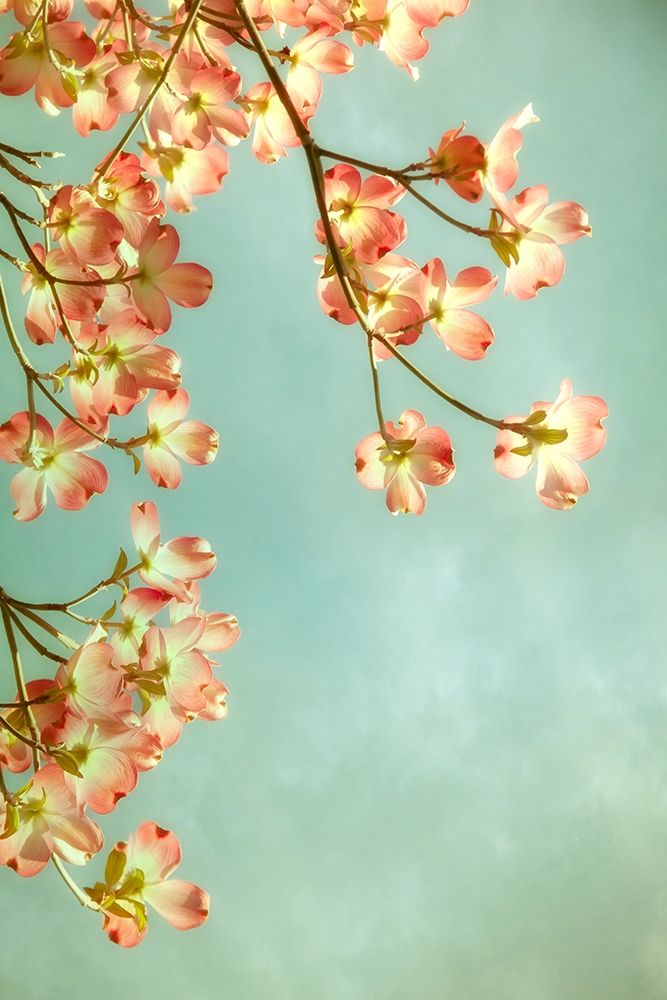 Pink Petals 3 art print by Dianne Poinski for $57.95 CAD