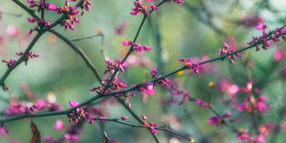 Springtime Branches art print by Dianne Poinski for $57.95 CAD
