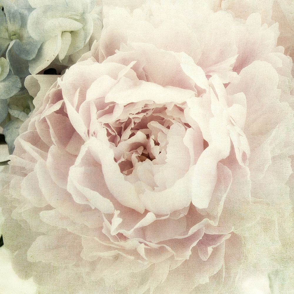 Peony 3 art print by Dianne Poinski for $57.95 CAD