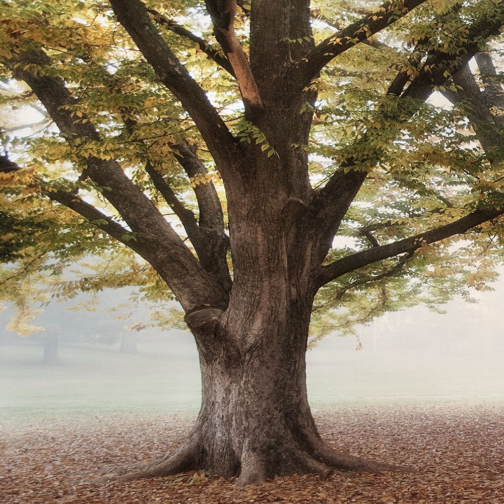 Oak Tree 1 art print by Dianne Poinski for $57.95 CAD