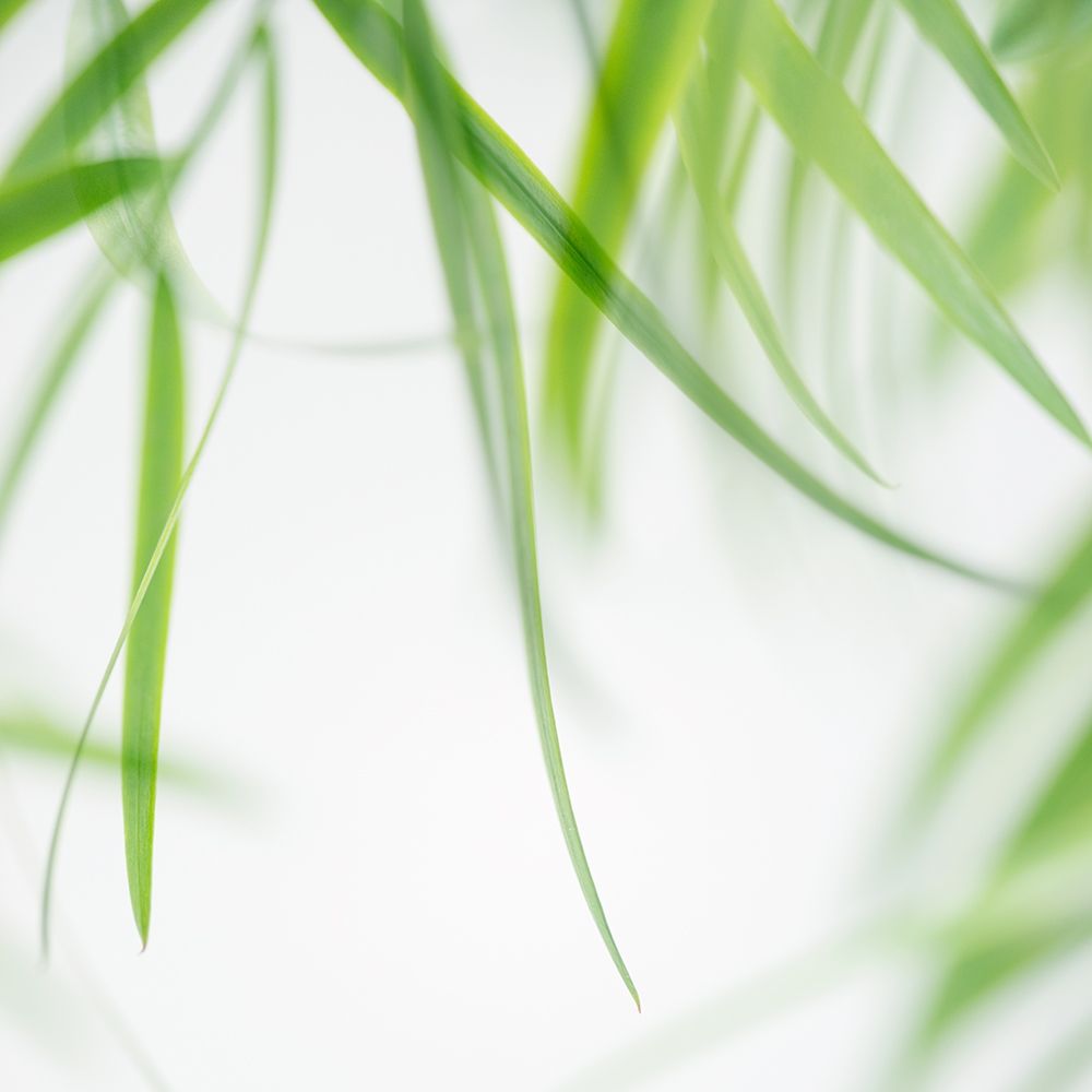 Green Leaves 1 art print by Dianne Poinski for $57.95 CAD