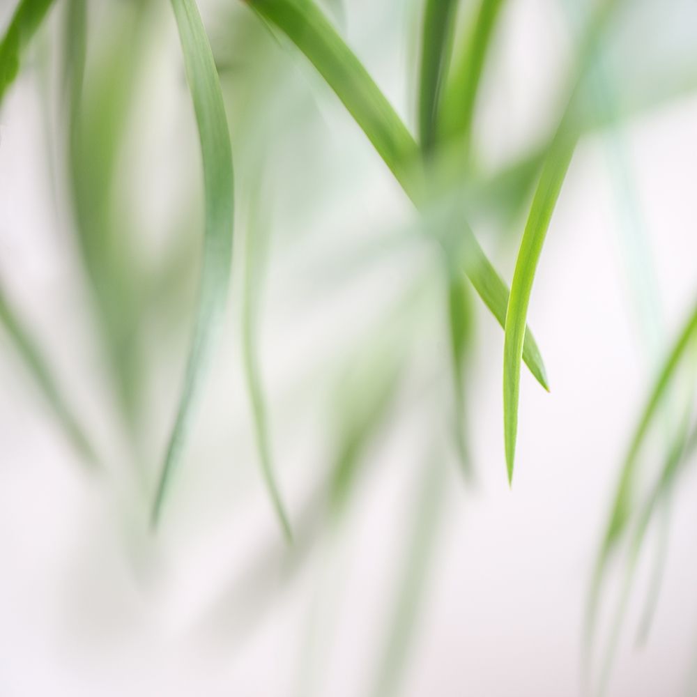 Green Leaves 2 art print by Dianne Poinski for $57.95 CAD